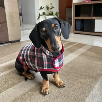 Cachorro salsicha usando casaco xadrez feito com roupa reaproveitada