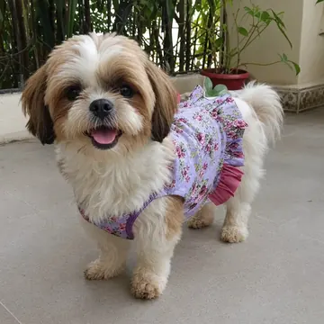 Cachorro shih tzu usando vestido floral feito com tecido reaproveitado