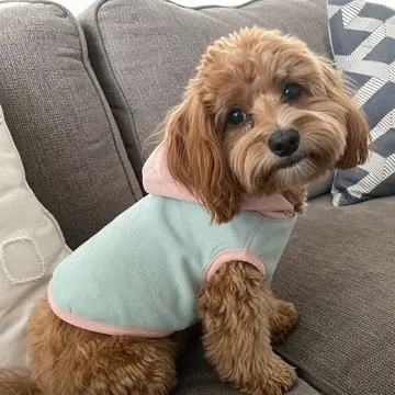 Cachorro poodle usando moletom bicolor com capuz feito em casa